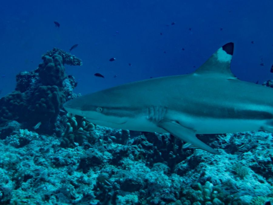 サメの夢は何を暗示している？