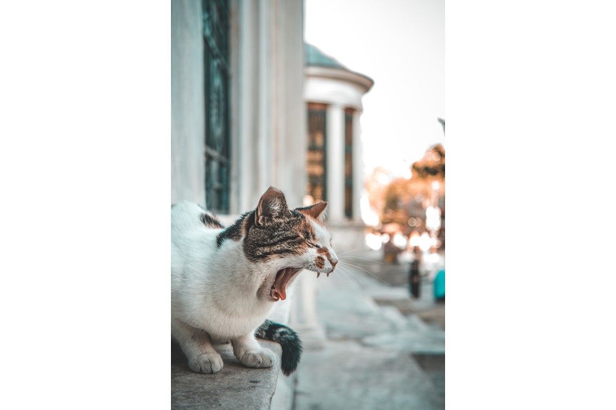 告白のタイミングはいつ？好きな人との相性が最高潮になる時