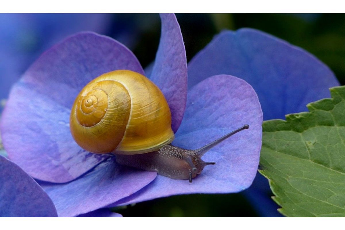 かたつむりの夢は何を暗示している？