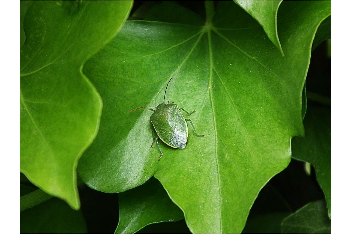 カメムシの夢は何を暗示している？