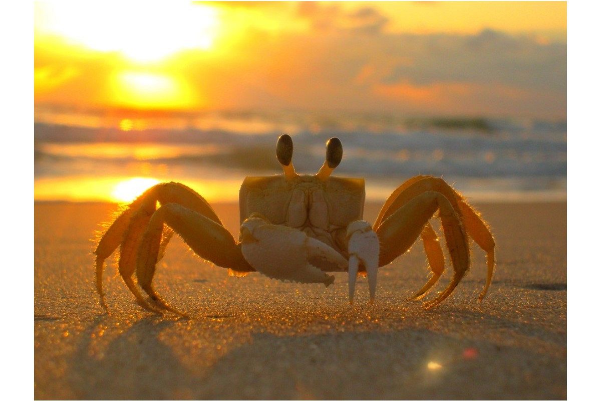 蟹の夢は何を暗示している？