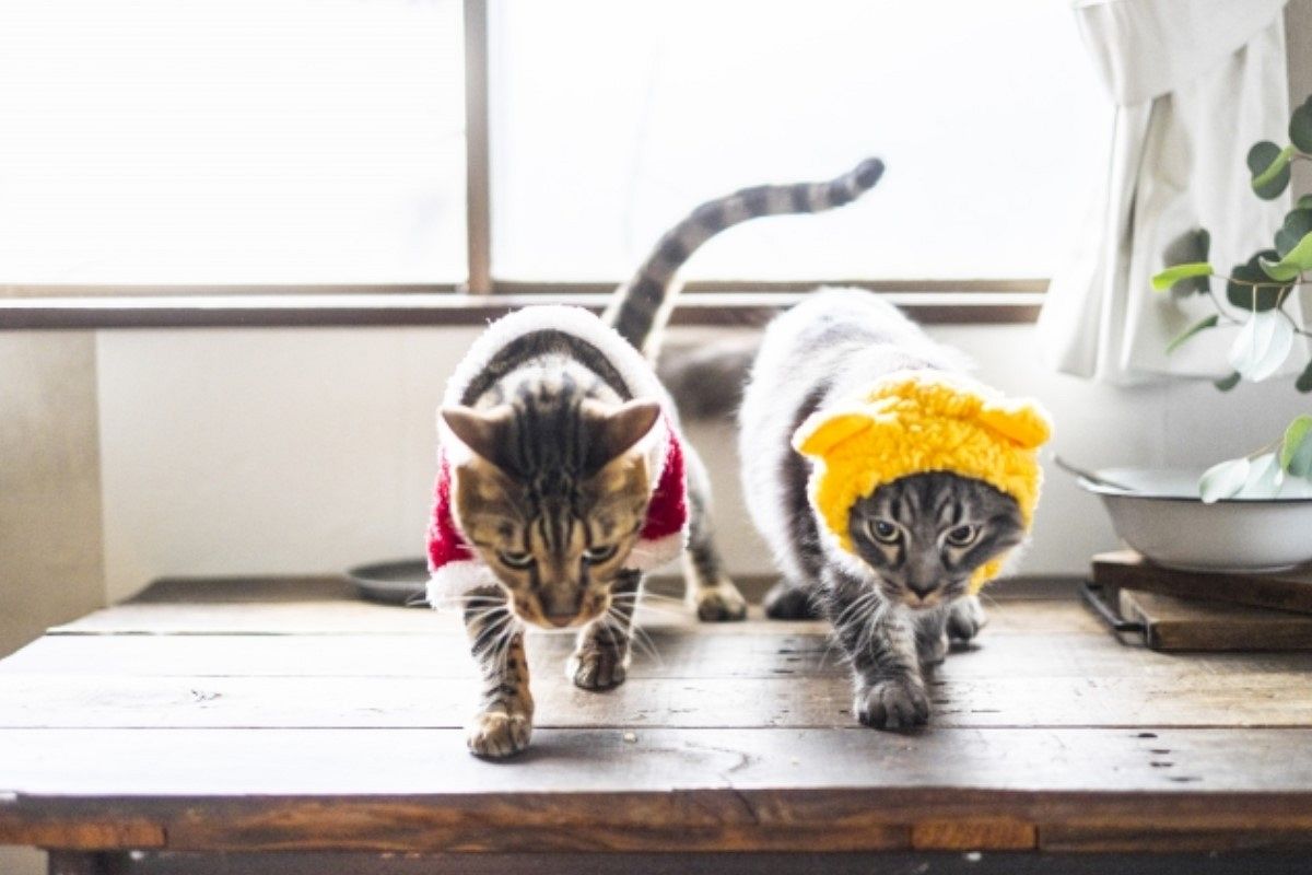 コスプレの夢は何を意味している？ | 意味と解釈