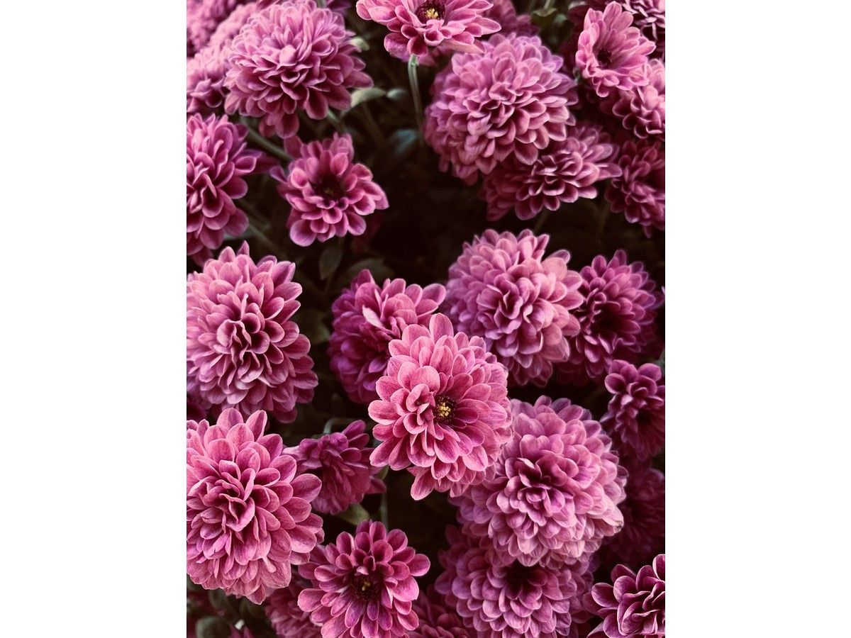 一年後のあなた≫≫試練さえも自分の糧に！　【順風満帆の人生】