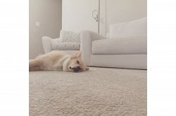 夢占い・夢診断│心地よい夢は何を暗示している？