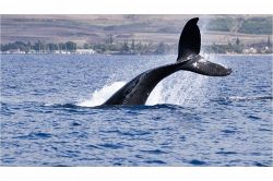 夢占い・夢診断│クジラの夢は何を暗示している？