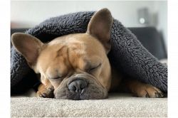 夢占い・夢診断│寝る夢は何を暗示している？