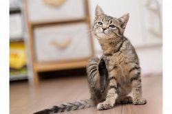 夢占い・夢診断│痒い夢は何を暗示している？