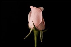 人生占い│全てを見通す”れいりん”の霊術◆これが今のあなたの《魂の状態》です！