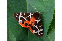 夢占い・夢診断│蛾の夢は何を暗示している？