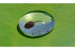 夢占い・夢診断│おたまじゃくしの夢は何を暗示している？