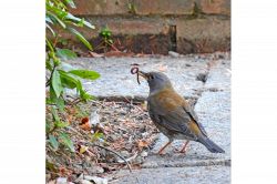 夢占い・夢診断│ミミズの夢は何を暗示している？