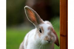 夢占い・夢診断│耳の病気の夢は何を暗示している？