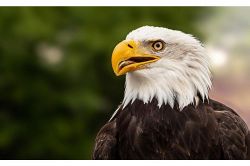 夢占い・夢診断│鷲の夢は何を暗示している？