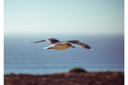 夢占い・夢診断│カモメの夢は何を暗示している？