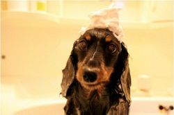 夢占い・夢診断│洗髪の夢は何を暗示している？