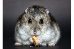 夢占い・夢診断│ハムスターの夢は何を暗示している？