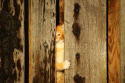 夢占い・夢診断│隠す夢は何を暗示している？