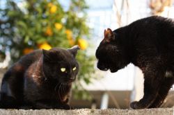 夢占い・夢診断│小言の夢は何を暗示している？