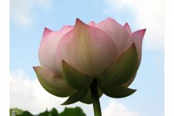 夢占い・夢診断│墓参りの夢は何を暗示している？