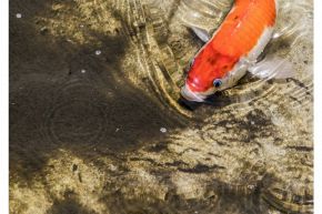 夢占い・夢診断│鯉の夢は何を暗示している？