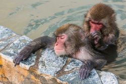 夢占い・夢診断│猿の夢は何を暗示している？