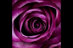 タロット占い│禁断愛の一週間【ふたりの間に起こるハプニングとは？】