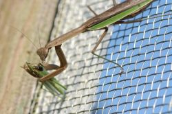 夢占い・夢診断│共食いの夢は何を暗示している？