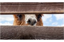 夢占い・夢診断│覗かれる夢は何を暗示している？