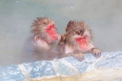 夢占い・夢診断│ノミの夢は何を暗示している？ | 夢診断ガイド