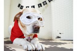 夢占い・夢診断│仮面の夢は何を暗示している？