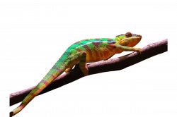 夢占い・夢診断│カメレオンの夢は何を暗示している？