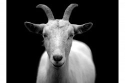 夢占い・夢診断│ヤギの夢は何を暗示している？