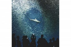 夢占い・夢診断│水族館の夢は何を暗示している？