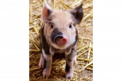 夢占い・夢診断│豚の夢は何を暗示している？