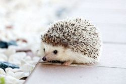 誕生日占い│最適アプローチは≪待つ⇔動く≫　あなたの片思い、現状はどうするべき？
