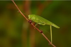 夢占い・夢診断│バッタの夢は何を暗示している？