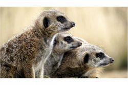 夢占い・夢診断│マングースの夢は何を暗示している？