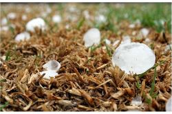 夢占い・夢診断│（天気の）あられの夢は何を暗示している？