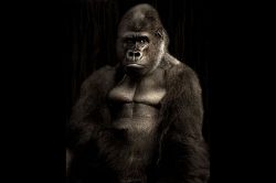 夢占い・夢診断│ゴリラの夢は何を暗示している？