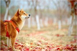 夢占い・夢診断│犬と散歩する夢は何を暗示している？