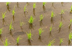 夢占い・夢診断│田植えの夢は何を暗示している？