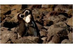 誕生日占い│あなたの思いは届くの？今の『あの人の気持ち』と『この恋の結末』