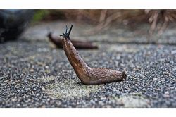 夢占い・夢診断│ナメクジの夢は何を暗示している？