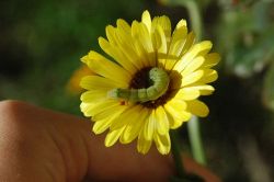 夢占い・夢診断│芋虫の夢は何を暗示している？