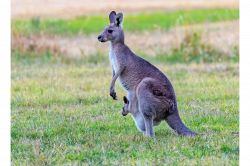 夢占い・夢診断│カンガルーの夢は何を暗示している？