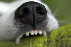 夢占い・夢診断│歯が欠ける夢は何を暗示している？