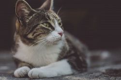 夢占い・夢診断│耳の夢は何を暗示している？