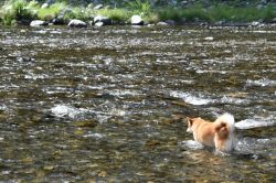 夢占い・夢診断│川遊びの夢は何を暗示している？