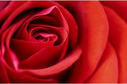 夢占い・夢診断│赤の夢は何を暗示している？