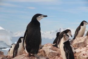 夢占い・夢診断│ペンギンの夢は何を暗示している？